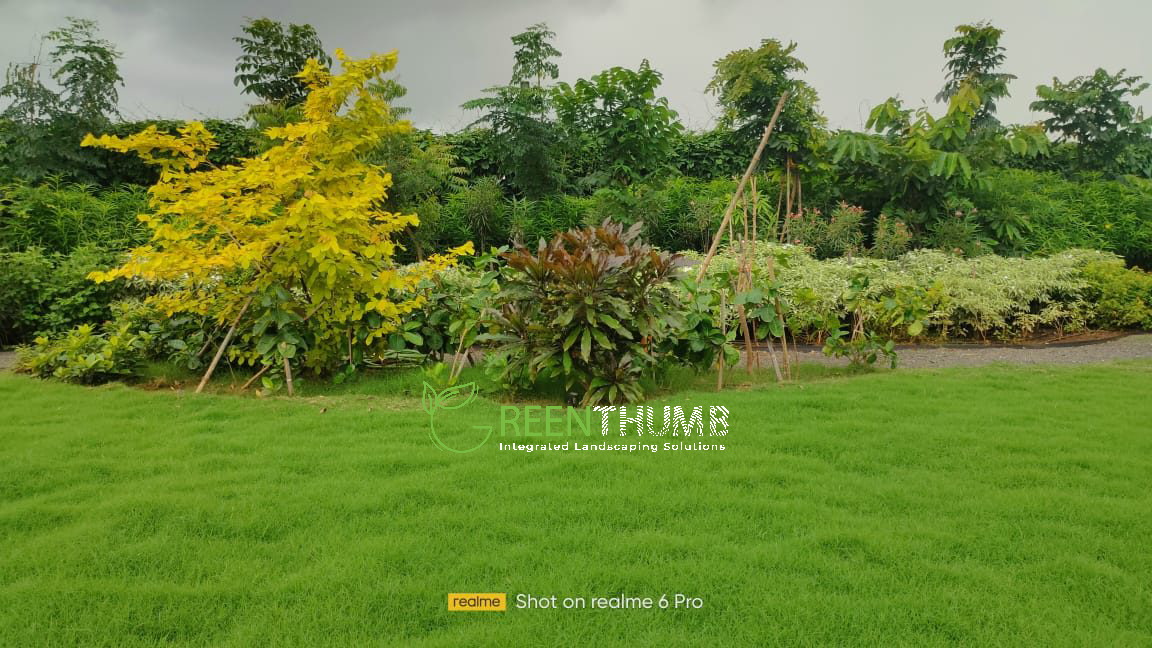 Garden maintenance at a luxury villa in Alibag