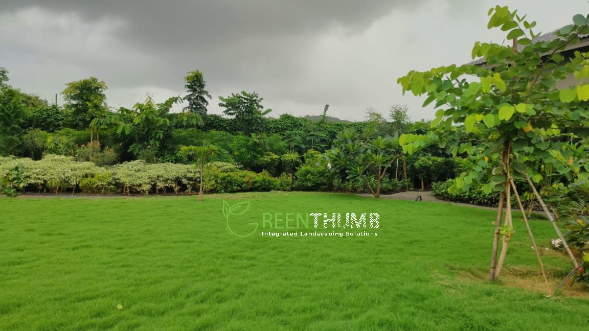 Lawn maintenance at a villa in Alibag